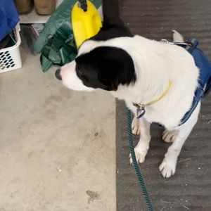 Meet your Posher, Amelia